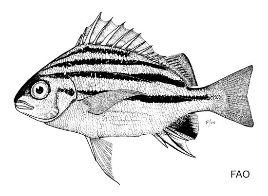 Pomadasys andamanensis