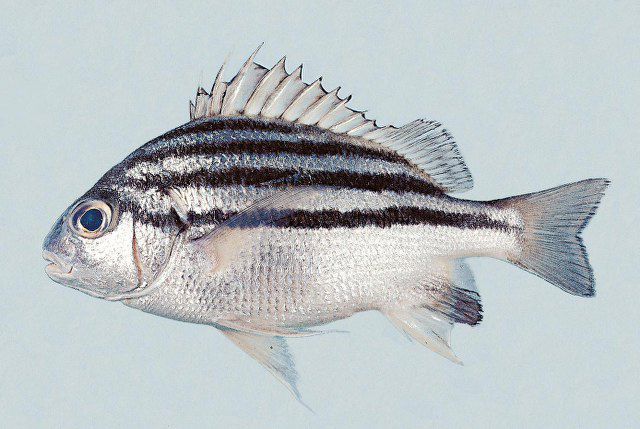 Pomadasys andamanensis