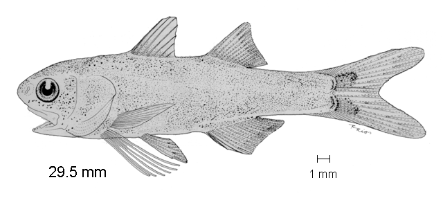 Polydactylus approximans