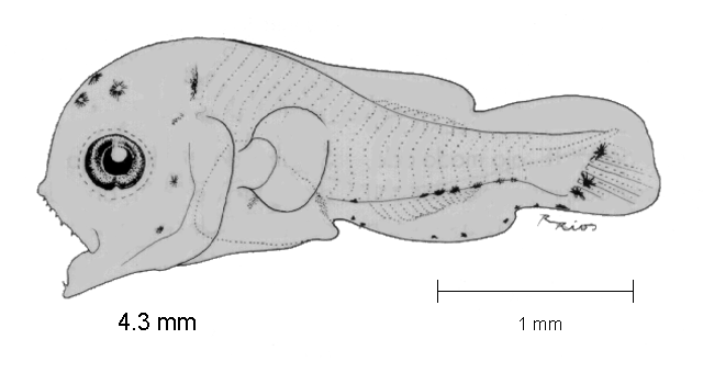 Polydactylus approximans