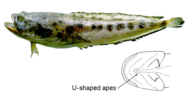 Porichthys bathoiketes