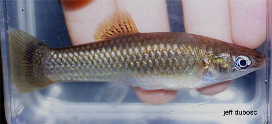 Poecilia catemaconis