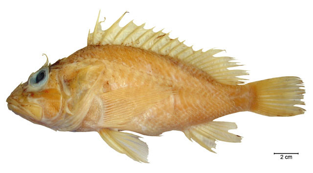 Pontinus corallinus