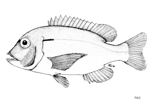 Porcostoma dentata