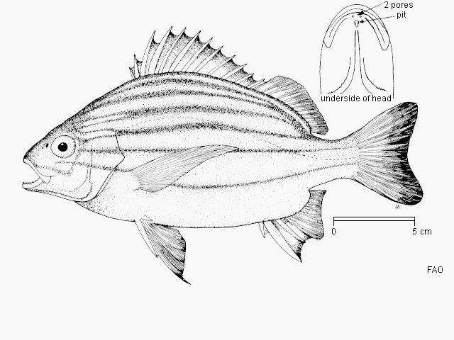 Pomadasys furcatus