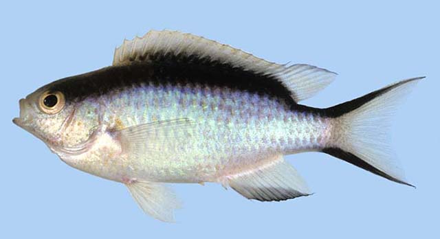 Pomachromis fuscidorsalis