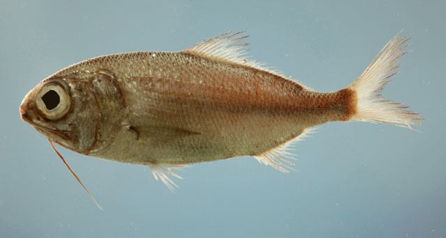 Polymixia lowei