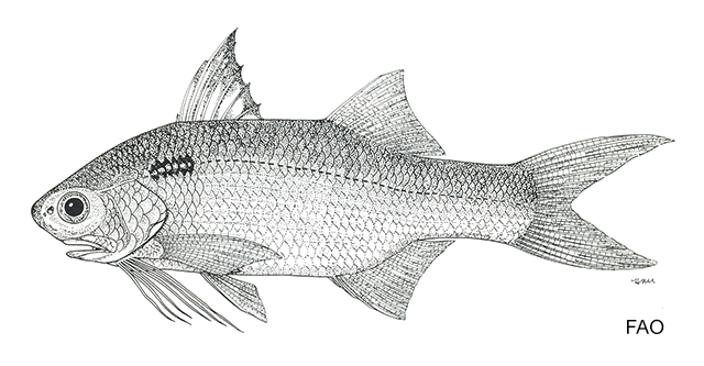 Polydactylus malagasyensis