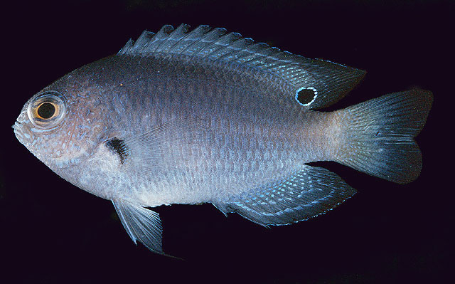 Pomacentrus nagasakiensis