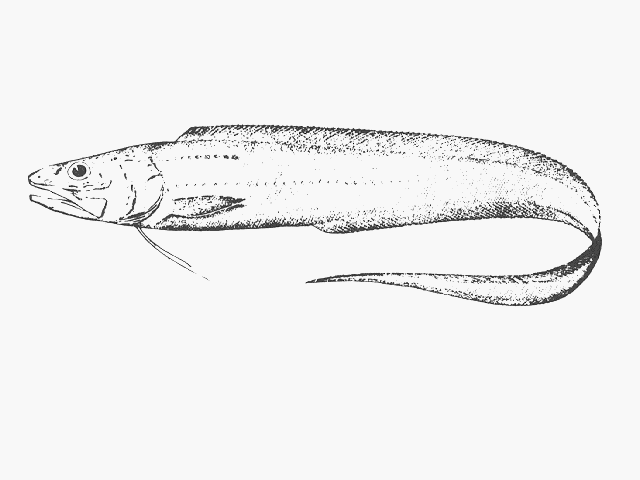 Porogadus miles