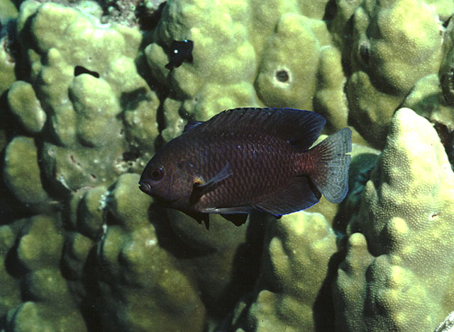 Pomacentrus nagasakiensis