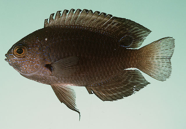 Pomacentrus nagasakiensis