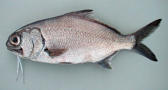 Polymixia nobilis