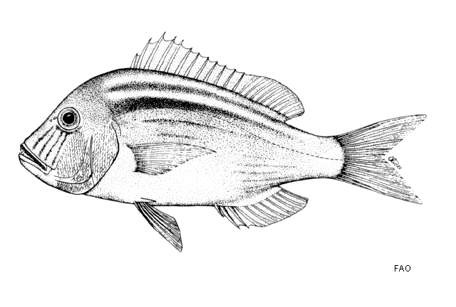 Polysteganus praeorbitalis