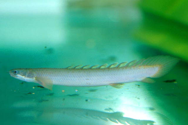 Polypterus senegalus