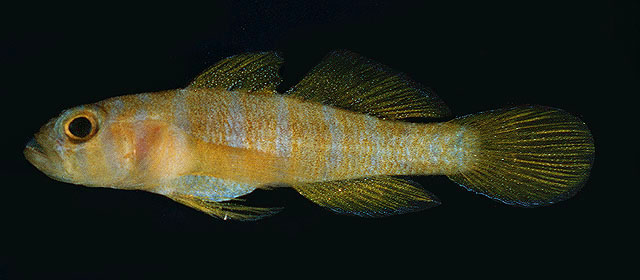 Priolepis aureoviridis