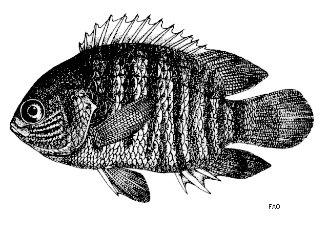 Pristolepis fasciata