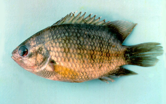 Pristolepis fasciata