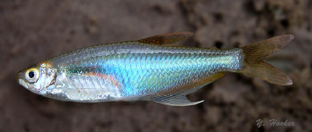 Prionobrama filigera