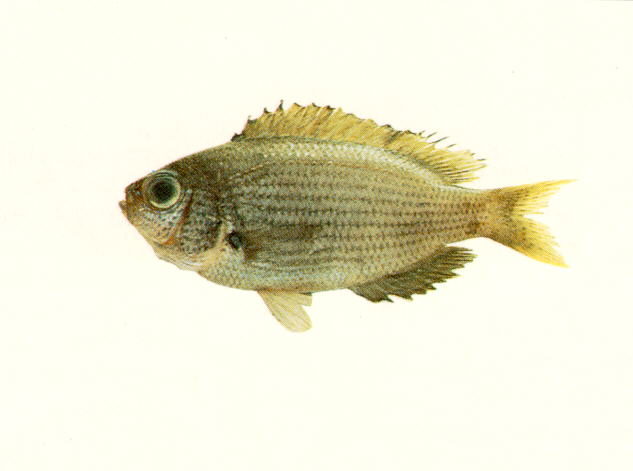 Pristotis obtusirostris