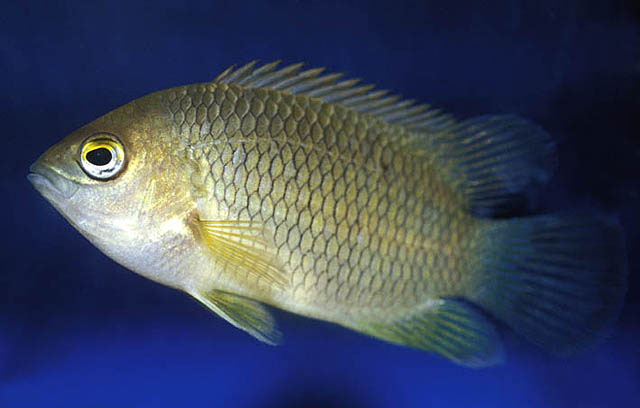 Pristolepis marginata