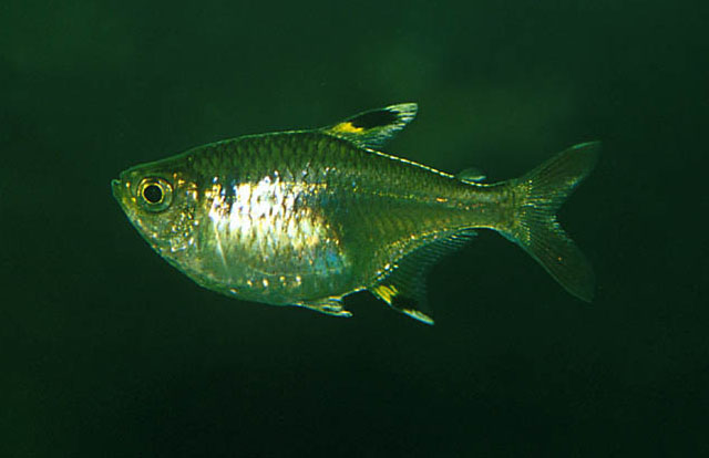 Pristella maxillaris