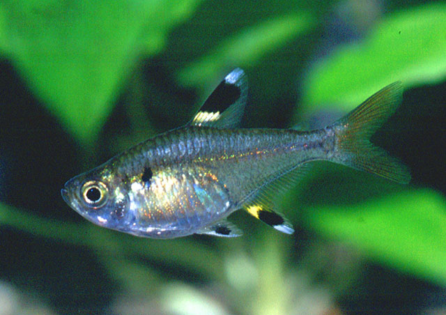 Pristella maxillaris