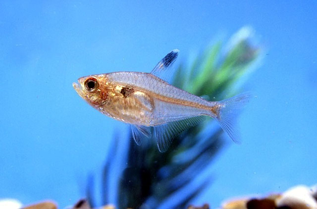 Pristella maxillaris