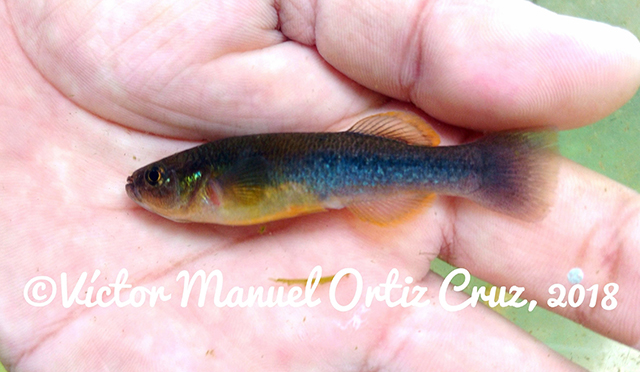 Profundulus mixtlanensis