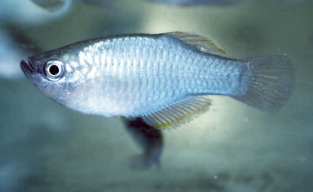 Rhexipanchax nimbaensis