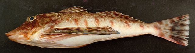 Prionotus punctatus