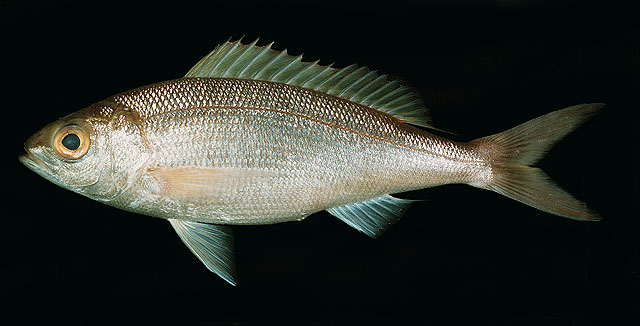 Pristipomoides sieboldii