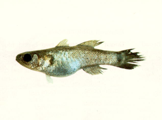 Pseudamia amblyuroptera