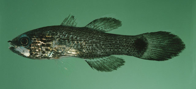 Pseudamia amblyuroptera