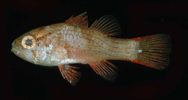 Pseudamia amblyuroptera