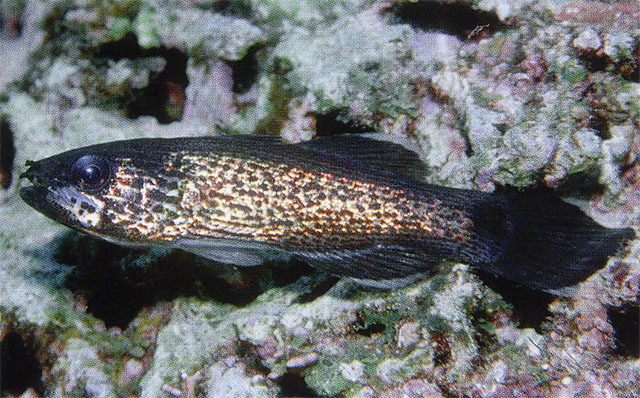 Pseudamia amblyuroptera