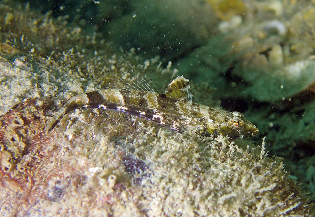 Psammogobius biocellatus