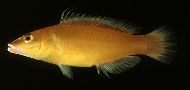 Pseudocheilinus citrinus