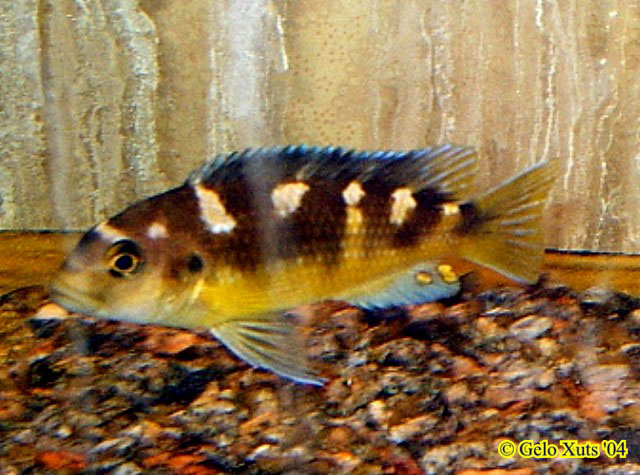 Pseudotropheus crabro