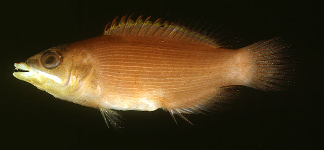 Pseudocheilinus evanidus