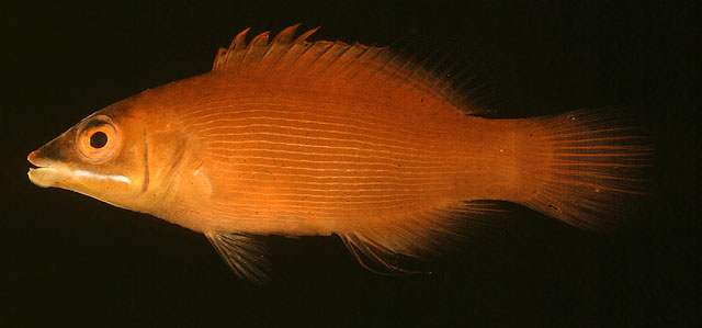 Pseudocheilinus evanidus