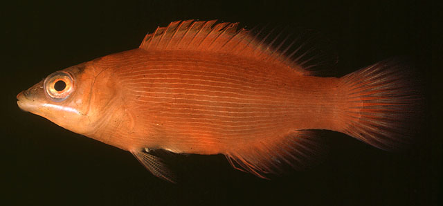 Pseudocheilinus evanidus