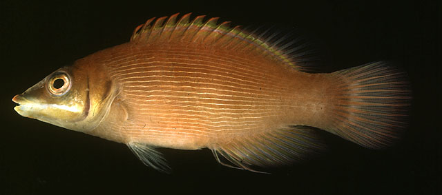 Pseudocheilinus evanidus