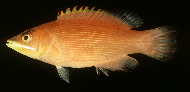 Pseudocheilinus evanidus