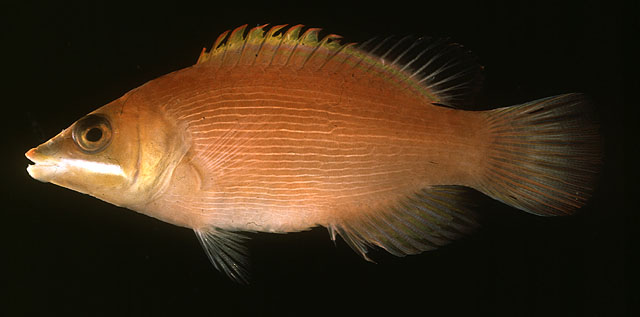 Pseudocheilinus evanidus