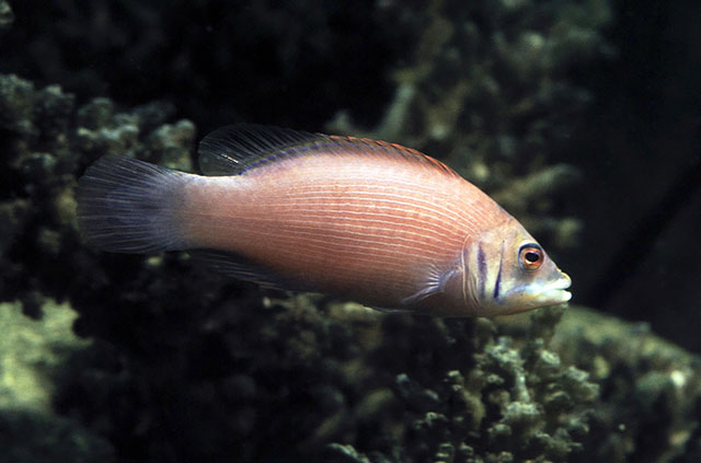 Pseudocheilinus evanidus