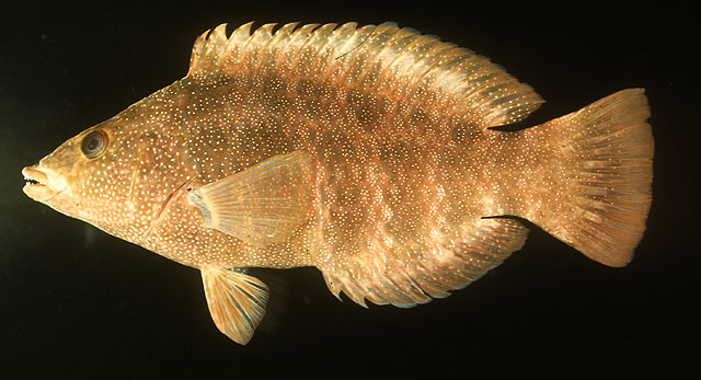 Pseudolabrus fuentesi