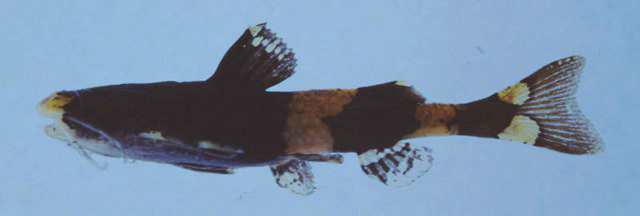 Pseudobagarius leucorhynchus