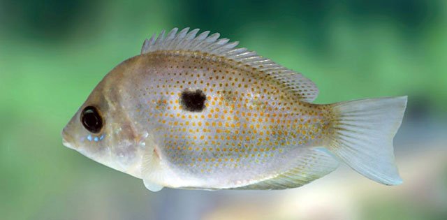 Pseudetroplus maculatus