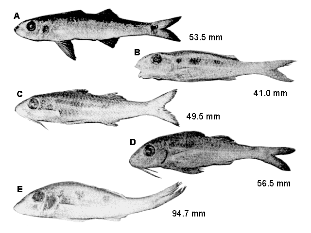 Pseudupeneus maculatus